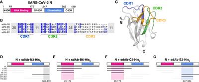 Structural Basis for SARS-CoV-2 Nucleocapsid Protein Recognition by Single-Domain Antibodies